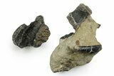 Rare Hypsilophodontid Dinosaur Bone Assortment - England #351269-1